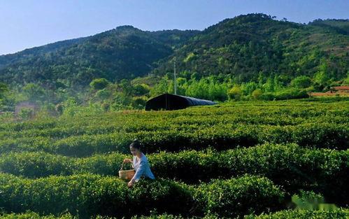 爆料初冬采茶视频,揭秘神秘采茶瞬间